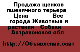 Продажа щенков пшеничного терьера › Цена ­ 30 000 - Все города Животные и растения » Собаки   . Астраханская обл.